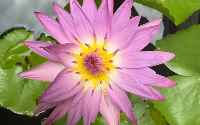 池に浮かぶ睡蓮の葉とピンク色の花